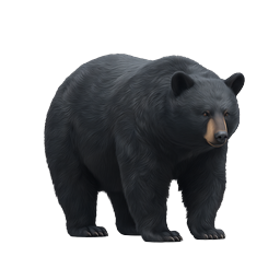 Realistic Black Bear Icon | Wildlife Nature Illustration