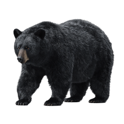 Realistic Black Bear Wildlife Icon - Detailed Nature Illustration
