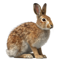 Realistic Brown Rabbit Wildlife Icon - Detailed Hare Illustration