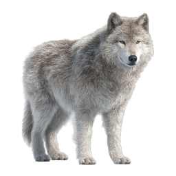 Realistic Gray Wolf Icon - Majestic Wild Canine