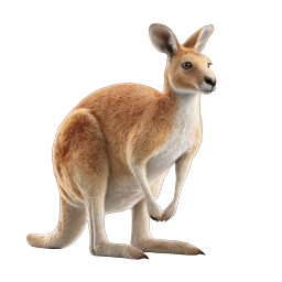 Realistic Kangaroo Icon - Australian Wildlife Illustration