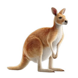 Realistic Kangaroo Icon - Detailed Wildlife Design