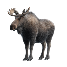 Realistic Moose Icon - Bull Moose with Antlers Wildlife