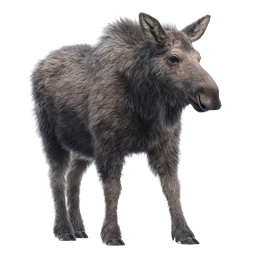 Realistic Moose Icon - Wildlife 3D Render