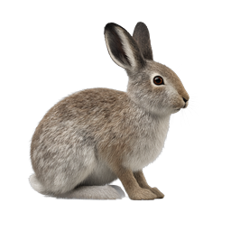 Realistic Rabbit Icon - Detailed Wildlife Animal Illustration