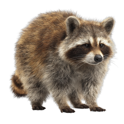 Realistic Raccoon Icon - Detailed Wildlife 3D Illustration