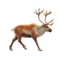 Realistic Reindeer Icon - Detailed Wildlife Illustration