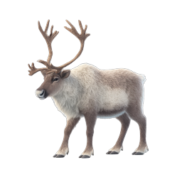Realistic Reindeer Icon | Wildlife Animal Illustration