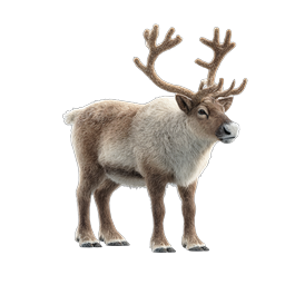 Realistic Reindeer Icon - Majestic Caribou Wildlife Illustration