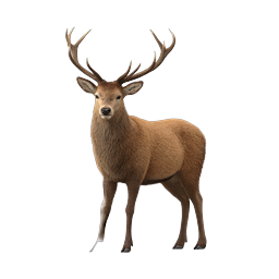 Realistic Stag Deer Icon - Majestic Wildlife Illustration