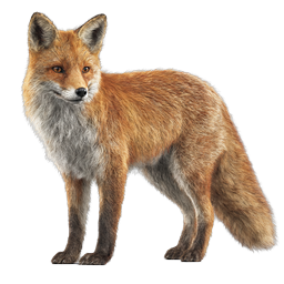 Realistic Red Fox Icon - Wildlife Animal Illustration