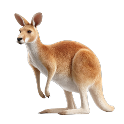 Realistic Red Kangaroo Icon | Australian Wildlife Illustration