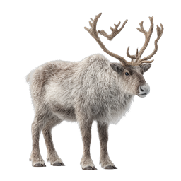 Realistic Reindeer Wildlife Icon with Detailed Antlers