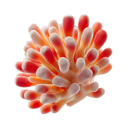 Realistic Sea Anemone Coral Icon - 3D Rendered