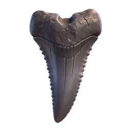 Realistic Shark Tooth Fossil 3D Icon | Megalodon Tooth