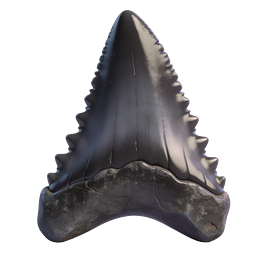 Prehistoric Shark Tooth Fossil 3D Render Icon