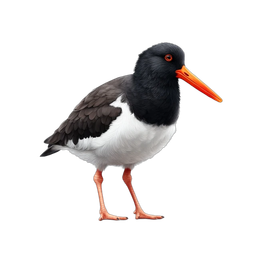 Oystercatcher Bird Icon for Nature Projects