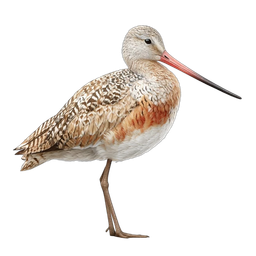 Bar-Tailed Godwit Icon for Nature and Wildlife Themes