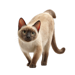 Realistic Siamese Cat Icon - 3D Pet Illustration