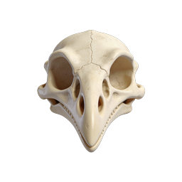 Realistic Skull Icon - 3D Bone Anatomy Design