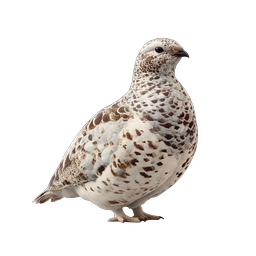 Realistic Snow Grouse Bird Icon - Wildlife Nature Illustration