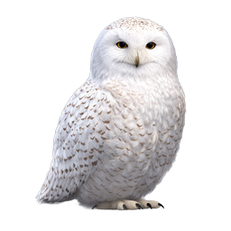 Snowy Owl Icon - Realistic White Bird of Prey Illustration