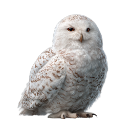 Snowy Owl Icon - Realistic Arctic Bird Wildlife