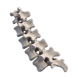 Realistic Human Spine Vertebrae Icon | Medical Anatomy