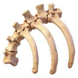 Realistic Spine and Ribs 3D Anatomical Icon