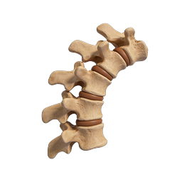 Realistic 3D Spine Vertebrae Anatomy Icon | Medical