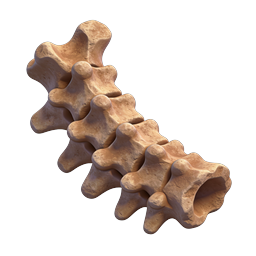 Realistic Human Spine Vertebrae 3D Medical Icon