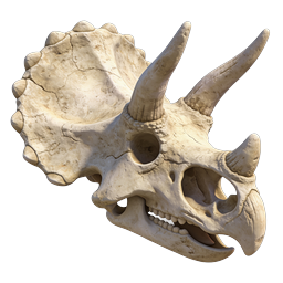 Triceratops Skull Realistic 3D Dinosaur Icon