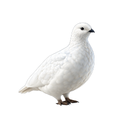 Realistic White Bird Icon - Arctic Ptarmigan Illustration