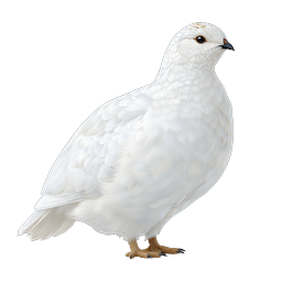 White Ptarmigan Bird Realistic Icon - Winter Wildlife
