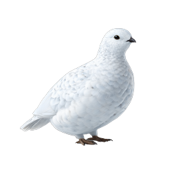 White Ptarmigan Bird Realistic 3D Icon | Wildlife Nature