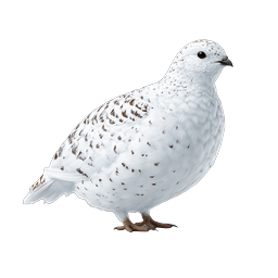 White Ptarmigan Bird Realistic Wildlife Icon