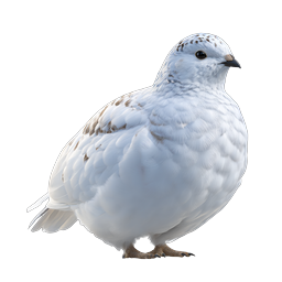 Realistic White Ptarmigan Bird Icon | Winter Wildlife