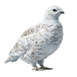 Realistic White Ptarmigan Bird Wildlife Icon