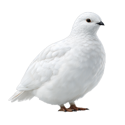 White Ptarmigan Bird Realistic Icon