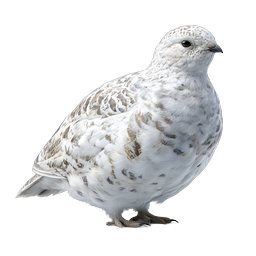 White Ptarmigan Bird Realistic Winter Wildlife Icon