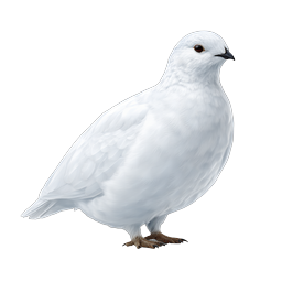White Ptarmigan Bird Realistic Icon | Arctic Wildlife