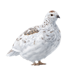 White Ptarmigan Bird Realistic Nature Icon