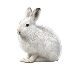 White Rabbit Illustration - Realistic Bunny Icon