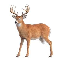 White-Tailed Deer Buck Wildlife Icon