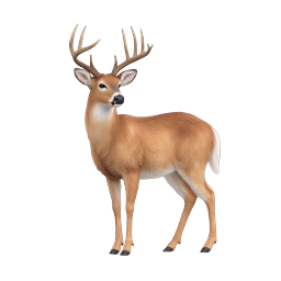 Realistic White-Tailed Deer Buck with Antlers Icon