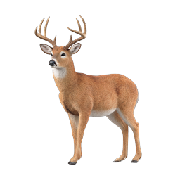 Realistic White-Tailed Deer Buck Wildlife Icon