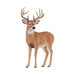 White-Tailed Deer Buck Realistic Wildlife Icon