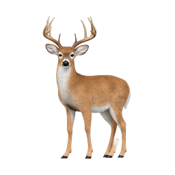 Realistic White-Tailed Buck Deer Icon | Wildlife 3D Render