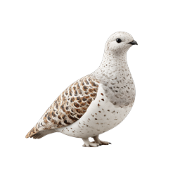 Realistic Wild Bird Icon - Ptarmigan Wildlife Illustration