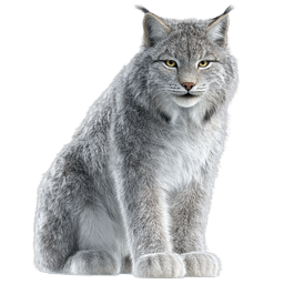 Realistic Wild Lynx Cat Icon - Majestic Forest Predator